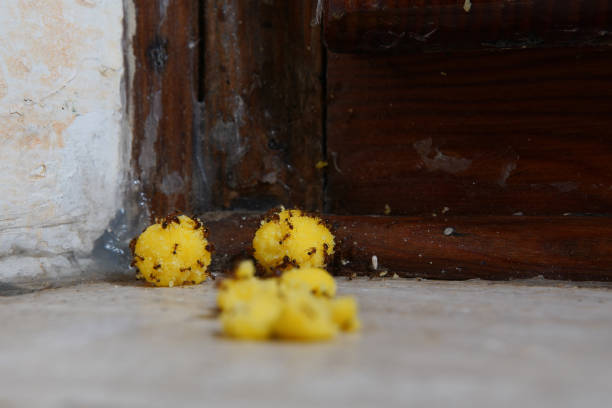 ekelhafte ameisen stehlen vergiftete nahrung und entkommen in den löchern. kampf gegen heimische schädlinge mit giftigen ködern - bacterium biology control food stock-fotos und bilder