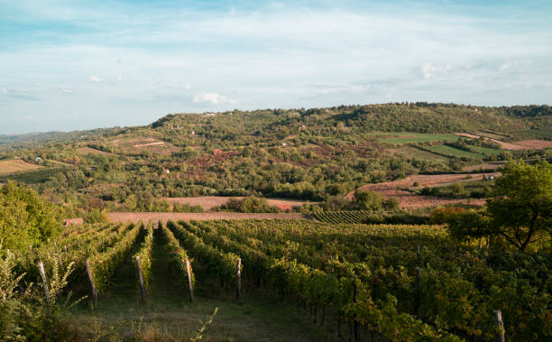 istock Hills and vineyard scenery with blue sky 1178196225