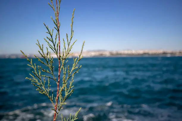 eastern redcedar tree leaves close-up. Blurred background of sea and sky.