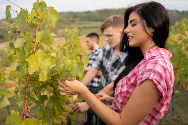 istock People harvesting white grapes, woman in foreground 1178196394
