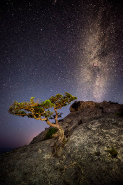 A lone tree on the rock and Milky Way above it stock photo