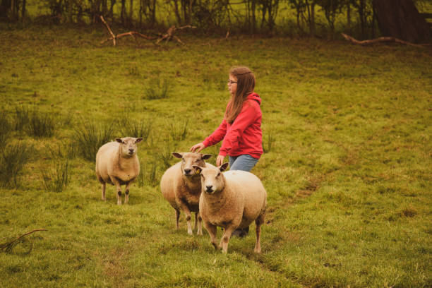 молодая девушка со своим питомцем овец. - sheep child farm livestock стоковые фото и изображения