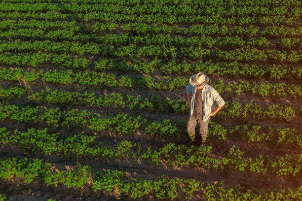 istock Soybean farmer in field, aerial view 1178197395