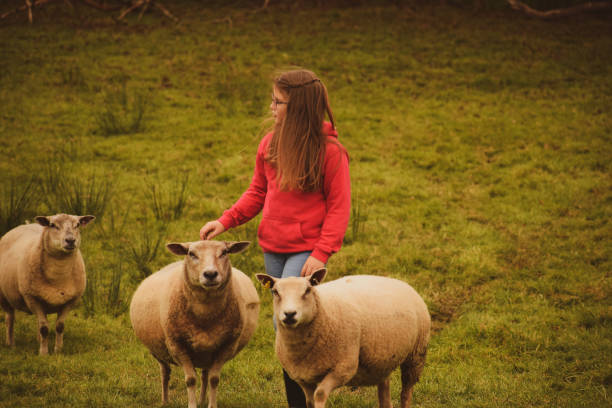 istock Young girl with her pet sheep. 1178197498