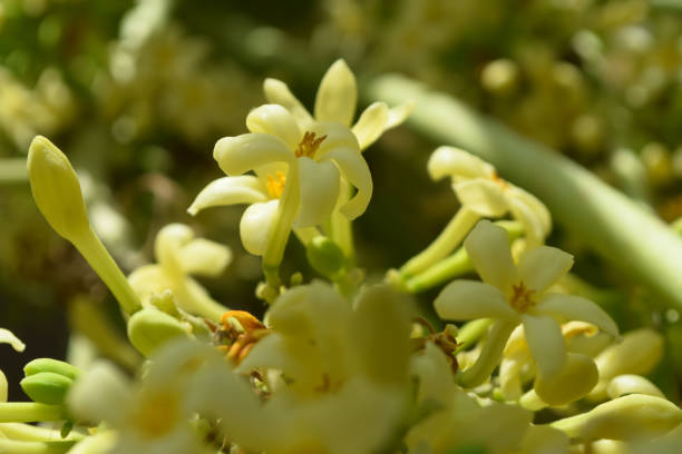 istock papaya flower in garden 1178197741