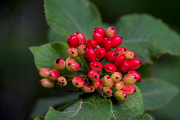 laub und unreife frucht eines viburnum lantana, des wander- oder wanderbaums - wayfaring stock-fotos und bilder