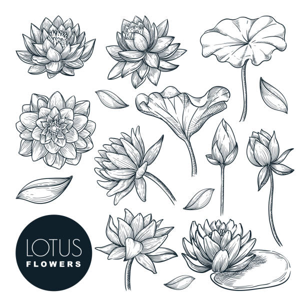 Lotus beautiful blooming flowers and leaves set, isolated on white background. Vector hand drawn sketch illustration Lotus beautiful blooming flowers and leaves set, isolated on white background. Vector hand drawn sketch illustration. Tropical plants and floral nature design elements. lotus water lily illustrations stock illustrations