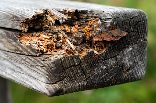 Tree fungus and moisture destroy beam from a wooden railing. Close-up.