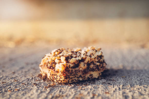 A fallen piece of sweet pastry lies on the ground. A piece of sweet cake on which ants crawl. Lunch for ants, harmful insects. Crystal, Ant, Sugar - Food, Incentive, Effort hunting decoy photos stock pictures, royalty-free photos & images