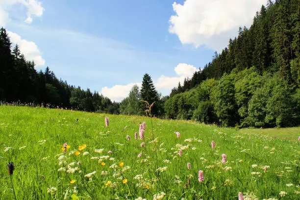lush flower meadow at edge of forest, summer day with blue sky and white clouds