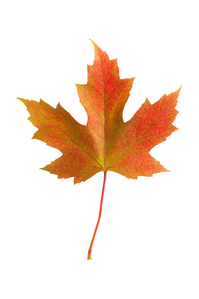 istock Colorful autumn maple leaf isolated on white background close up 1178202094