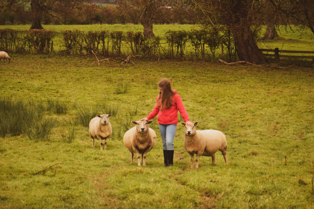 istock Young girl with her pet sheep. 1178202100