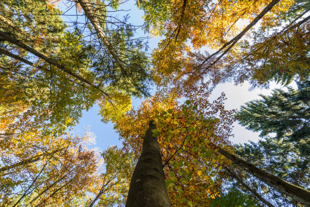 cime degli alberi in una foresta mista in autunno, vista ad angolo basso, germania - beech leaf low angle view deciduous tree tree trunk foto e immagini stock