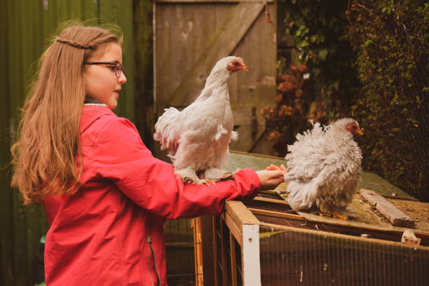 istock Young girl with her pet chickens. 1178204073