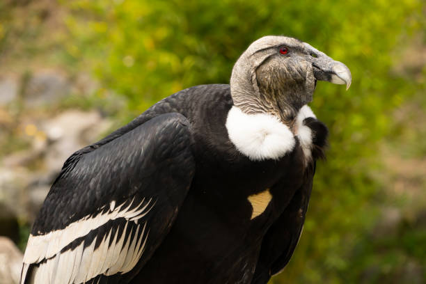 istock Close up of a condor 1178205780
