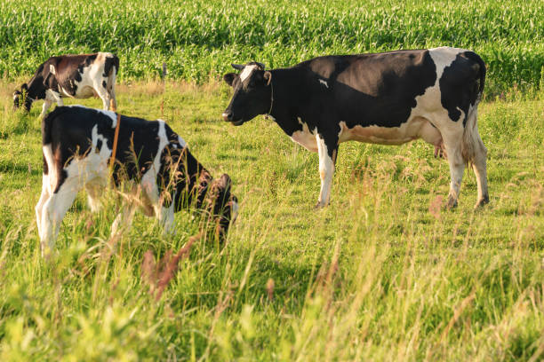 istock Cows graze on a juicy meadow on a summer day 1178205897