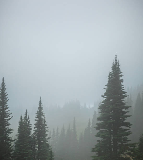 istock Pine Trees in Thick Fog 1178205938