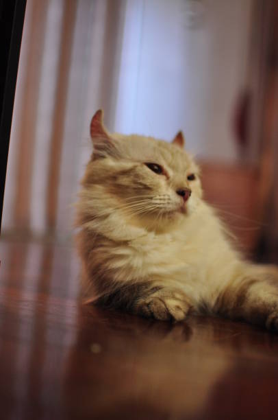 istock Domesticated indoor pedigree American Curl cat / kitten. 1178206999