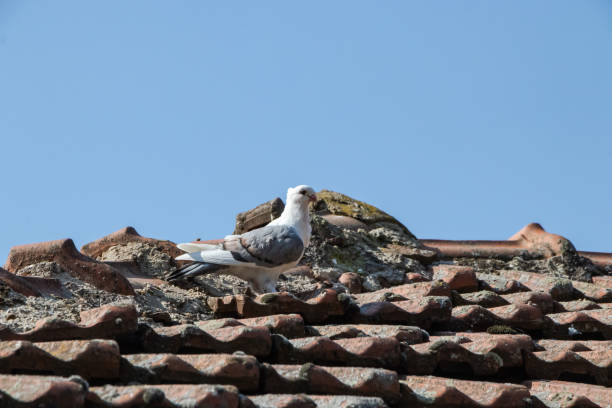 istock Different type of pigeons on a village roof. 1178207202