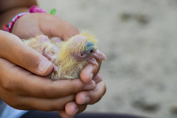 istock Yang dove in hands of a child. 1178210122