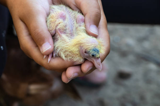 istock Yang dove in hands of a child. 1178210129