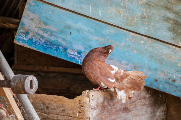 istock Brown pigeon in a village. 1178210415