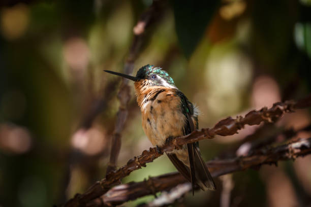 Hummingbird in Costa Rica
