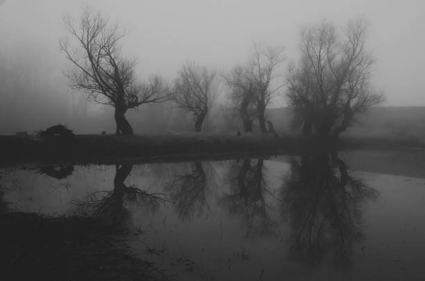 dunkle gruselige landschaft - forrest lake lichtstimmung nebel stock-fotos und bilder