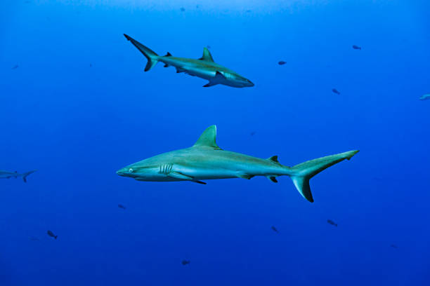 blacktail reef sharks carcharhinus amblyrhynchos in the blue water of blue corner, palau, micronesia - tubarão cinzento dos recifes imagens e fotografias de stock
