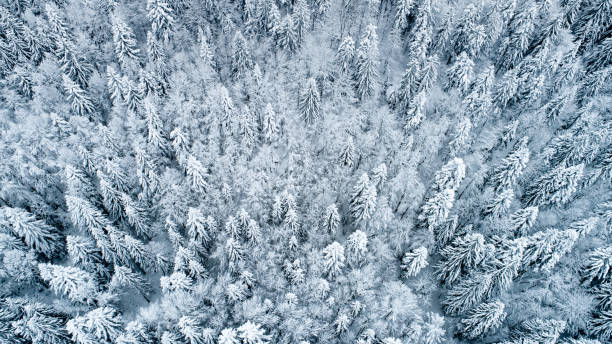 istock Aerial View of Spruce Forest Covered With Snow 1178215868