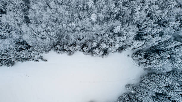 istock Aerial View of Spruce Forest Covered With Snow 1178215870