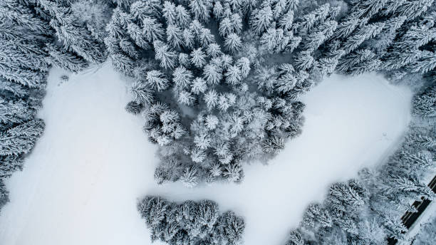 istock Aerial View of Spruce Forest Covered With Snow 1178215895