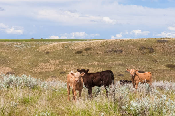 istock Young Calves on Montana Prairie 1178216450