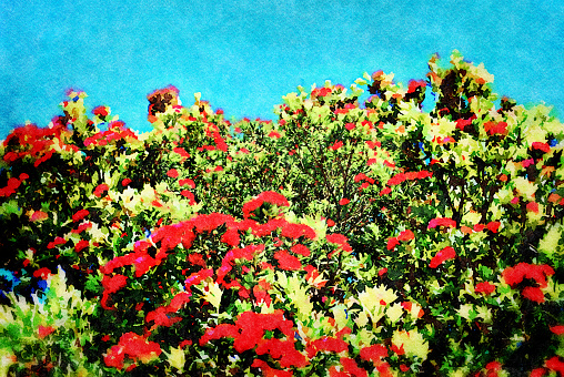 This is my Photographic Image of a Pohutukawa Flowers in a Watercolour Effect. Because sometimes you might want a more illustrative image for an organic look. The Pohutukawa Tree blooms into bright red flowers just in time for Christmas every year. Because of this it is a symbol of New Zealand Christmas Holidays.