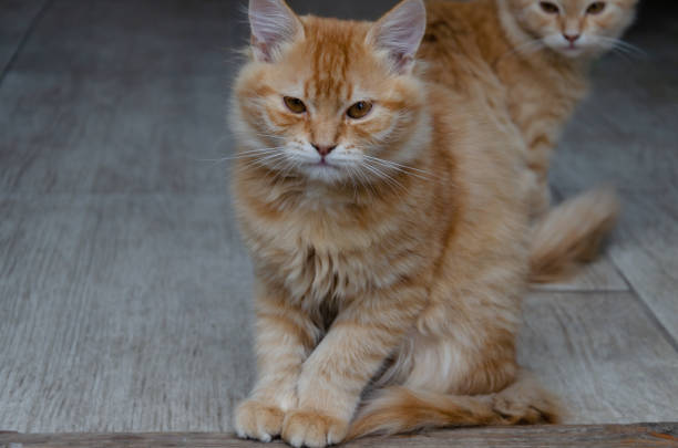 istock red cat sits in the autumn in the yard 1178218333