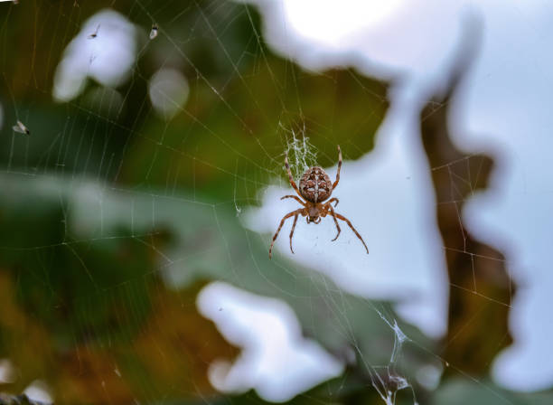 istock spider spider weaves a web on a background of leaves 1178218348