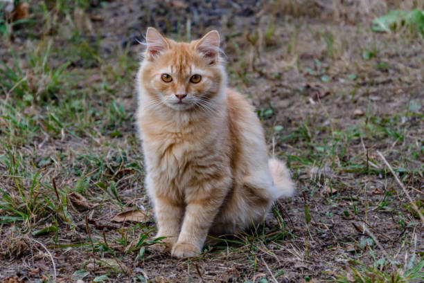 istock red cat sits in the autumn in the yard 1178218398
