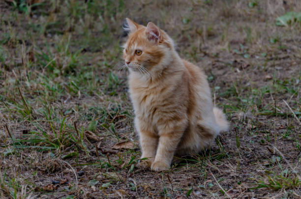 istock red cat sits in the autumn in the yard 1178218414