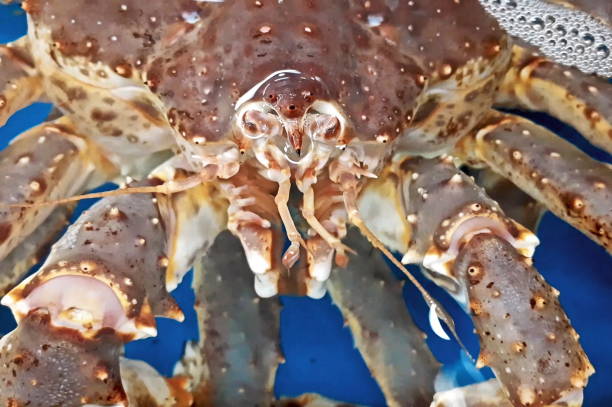 istock Crab on the surface of the water 1178219295