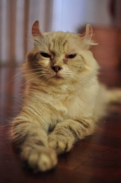 istock Domesticated indoor pedigree American Curl cat / kitten. 1178221281