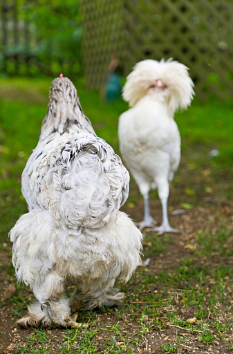 Funny Backyard Cochin Chicken Walking Toward Organic Polish Rooster Stock  Photo - Download Image Now - iStock