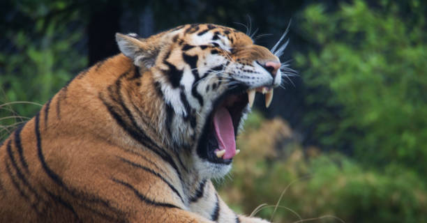 istock T T T Tigers 1178221478