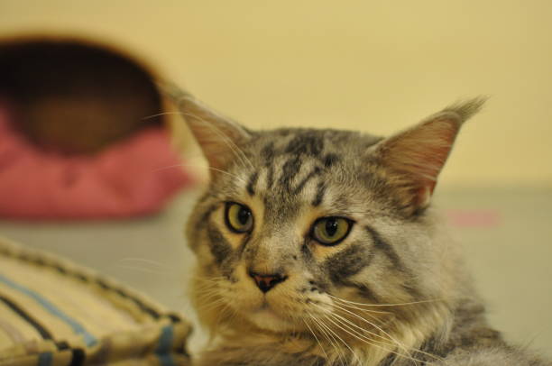 istock Domestic indoor pedigree Maine Coon cat / kitten. 1178222807