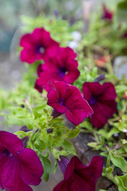 istock Petunia F1 Shock Wave Deep Purple 1178224955