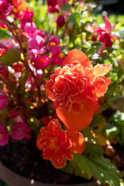 istock Begonia outdoors in a pot in summer 1178224956