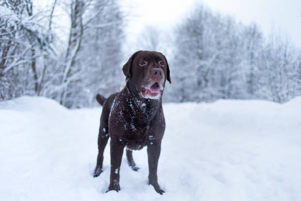 istock Chocolate labrador retriever dog standing in the snow 1178225896