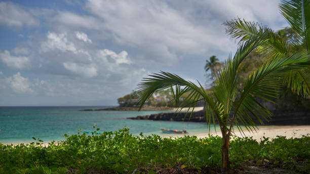 Little palm tree on the beach of Contadora island Archipelago Las Perlas in the Pacific ocean isla contadora stock pictures, royalty-free photos & images