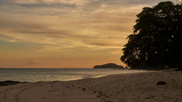 Silhouette tree at sunset on the beach Playa Cacique of Contadora island Pacific Ocean, archipelago  Las Perlas, Panama isla contadora stock pictures, royalty-free photos & images