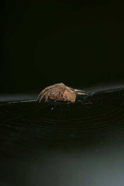 istock Large Brown Female Garden orb weaver Spider on Web takes up her cobweb after a rain 1178226821