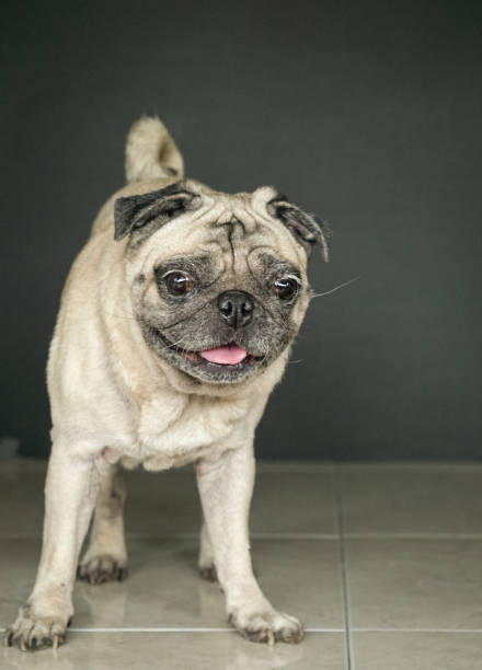 istock Portrait of a cute pug dog 1178227114